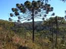 Araucaria.JPG