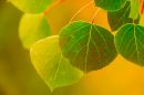 Aspen_7672_web.jpg