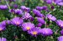 Asters_12_9_2010.jpg