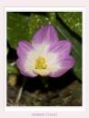 Autcrocus280906_copy.jpg
