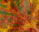 Autumn-Colours_2jpg.jpg