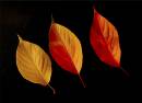 Autumn-Display.jpg