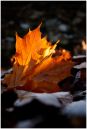Autumn-Leaves-web.jpg