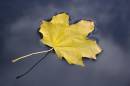 Autumn_E2D8662.jpg