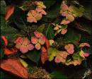 Autumn_Hydrangea.jpg