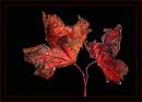 Autumn_Leaves2.jpg