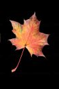 Autumn_Leaves_16-10-2020_2.jpg