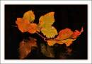 Autumn_leaves1.jpg
