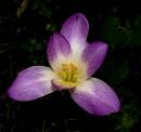 Autumncrocus210905-009.jpg