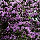 Azealias.jpg