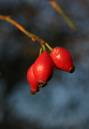 BERRIESWP.jpg