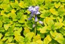 BLUE_BELLS_1.jpg