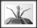 B_W-Pollen.jpg