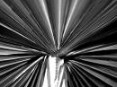 B_W_Palm_leaf.jpg