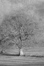 B_W_Tree_edited-1.jpg
