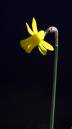 Backlit_daff1.jpg