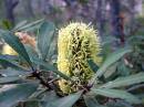 Banksia_oblongifolia.JPG