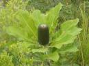 Banksia_robur.jpg