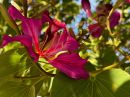 Bauhinia_Purpurea2.jpg