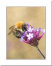 Bee-_-Verbena.jpg