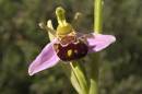 Bee_orchid.jpg