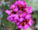 Bergenia_Overture1.jpg