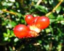 Berries.jpg