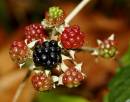 Berries_and_cobwebs.jpg