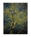 Birch_sunlight.jpg