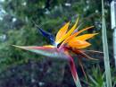 Bird_of_Paradise-_Montville.JPG