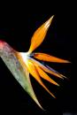 Bird_of_Paradise.jpg