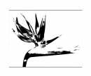 Black-and-White-Scratched-S.jpg