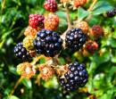 Blackberries.jpg