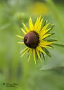 Blackeyed_Susan_Nikon_600_Sig_105_2_8_macro_ff_dif_20200612-DSC_7989.jpg