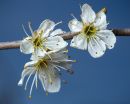 Blackthorn_flowers-1.jpg