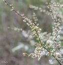 Blackthorn_in_flower_1-Edit.jpg