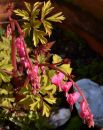 Bleeding_Heart_or_Lamprocapnos.jpg