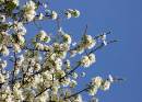 Blossom.jpg