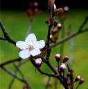 Blossom2.jpg