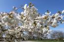 Blossom3.jpg
