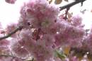 Blossom_1.jpg