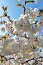 Blossom_2.jpg