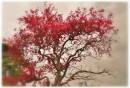 Blossom_21.jpg