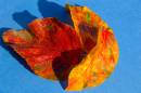 Blue-Autumn.jpg