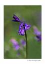 Blue-Bell.jpg