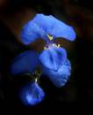BlueFlower.jpg