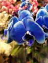 BlueOrchid.jpg
