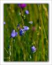 Blue_Bells.jpg