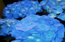 Blue_Hydrangeas.jpg