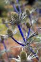 Blue_Thistle.jpg